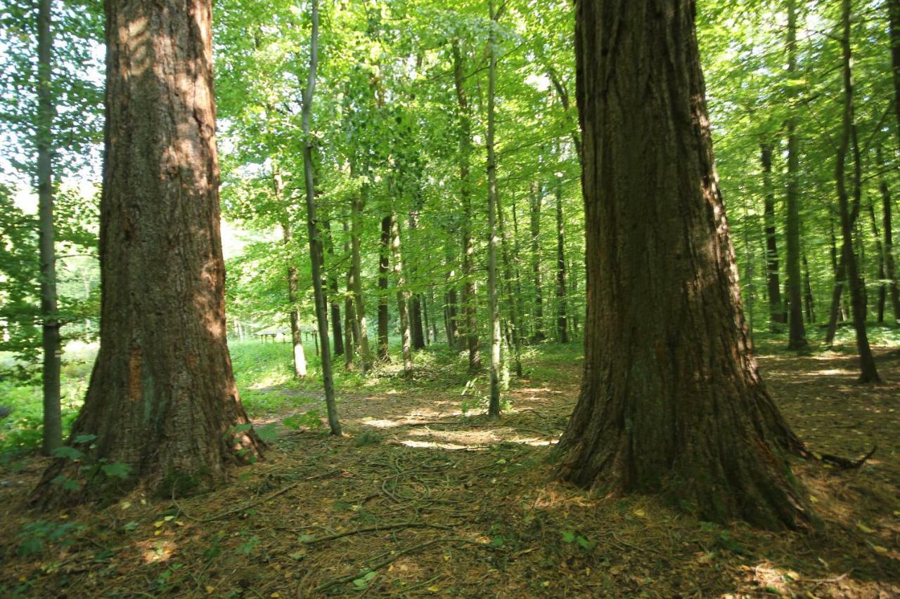 Hainich-Zeit Rodeberg Buitenkant foto