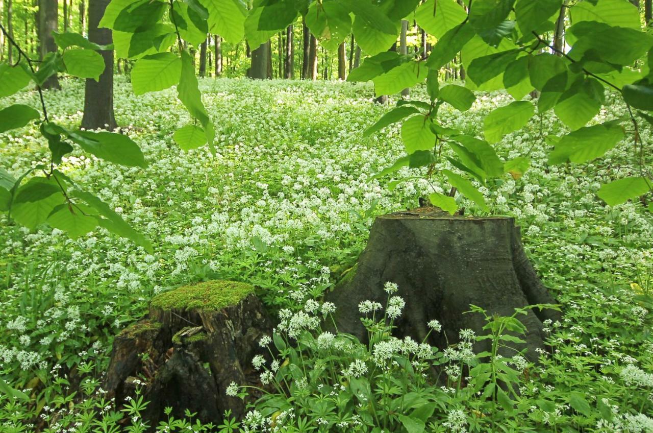 Hainich-Zeit Rodeberg Buitenkant foto